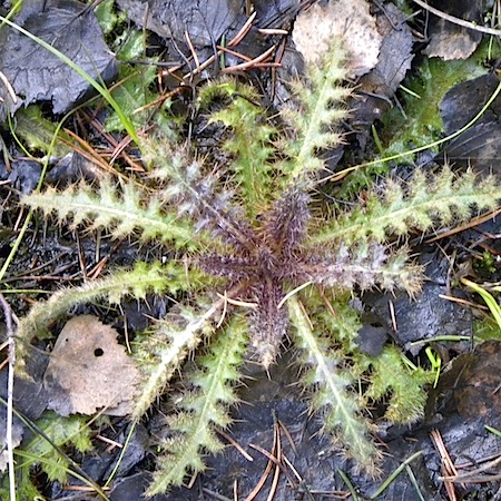 cirsium palustre
