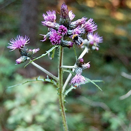 cirsium palustre