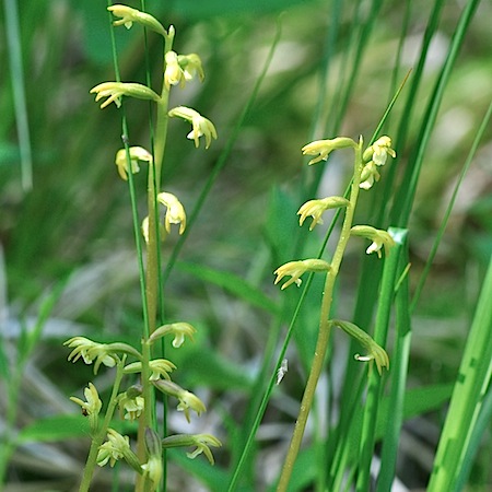 corallorhiza trifida