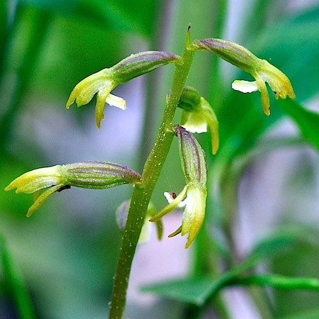 corallorhiza trifida
