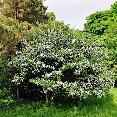 Crataegus grayana