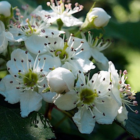 Crataegus grayana