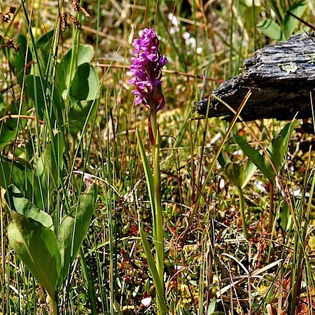 dactylorhiza incarnata