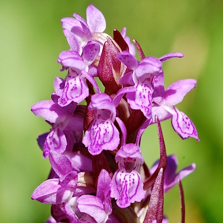 dactylorhiza incarnata