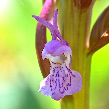 dactylorhiza incarnata