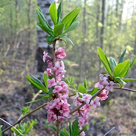 daphne mezereum