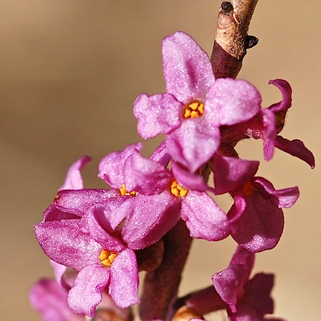 daphne mezereum