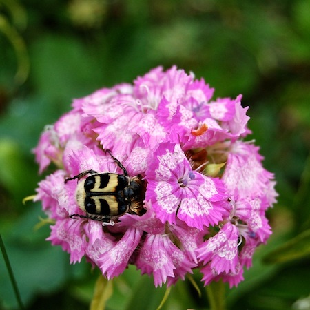dianthus barbatus