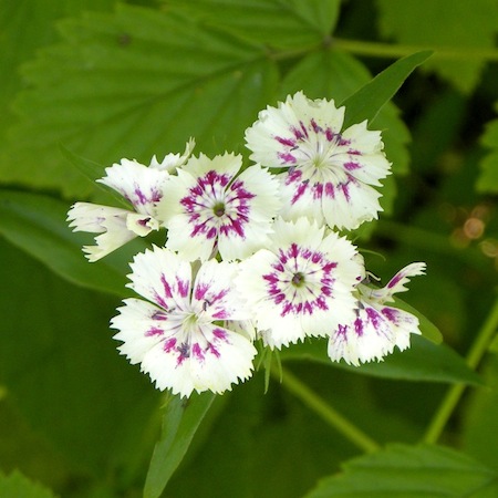 dianthus barbatus