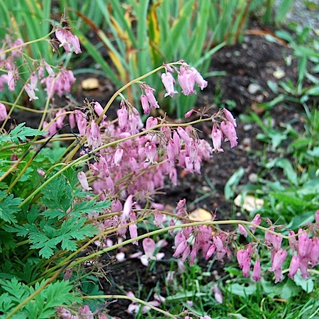 dicentra formosa