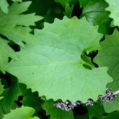 Doronicum columnae