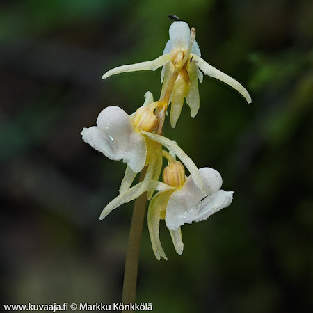 Epipogium aphyllum