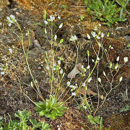erophila verna