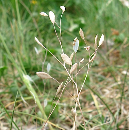 erophila verna