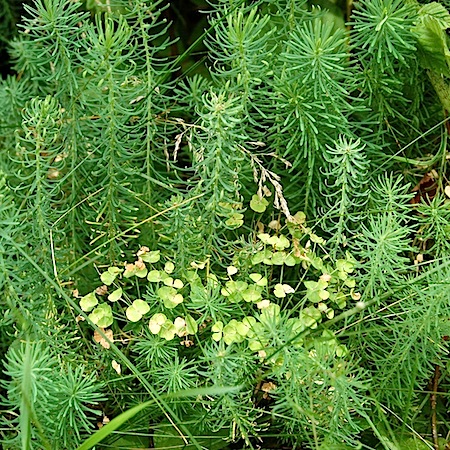 euphorbia cyparissias