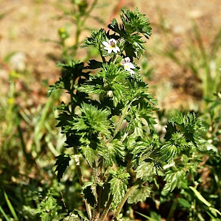 euphrasia nemorosa