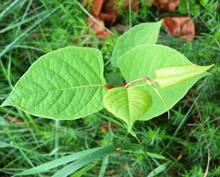 fallopia japonica