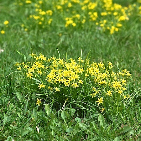 gagea minima