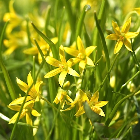 gagea minima