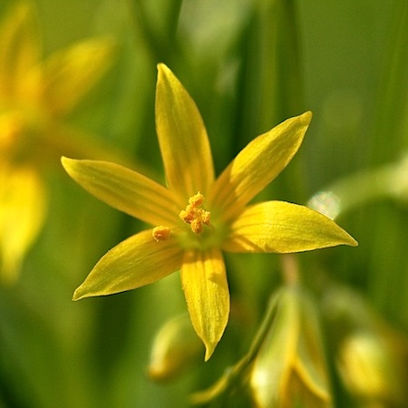 gagea minima