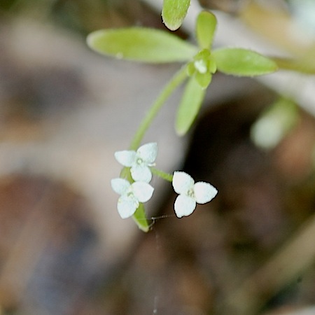 galium trifidum