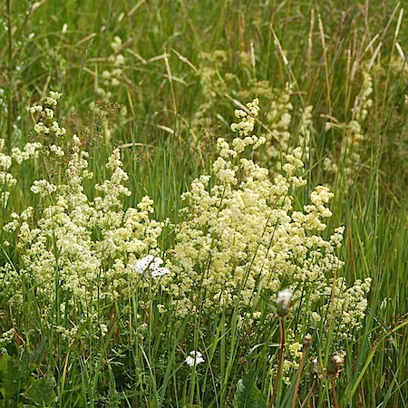 galium x pomeranicum