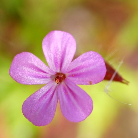 geranium robertianum