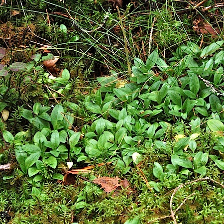 goodyera repens