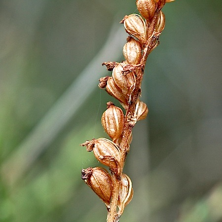 goodyera repens