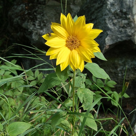 helianthus annuus