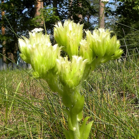 jovibarba globifera