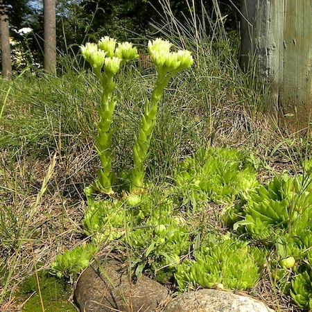 jovibarba globifera