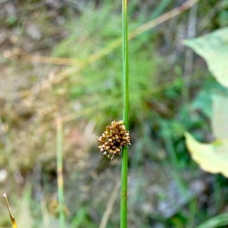 juncus conglomeratus