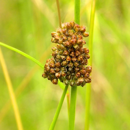 juncus conglomeratus
