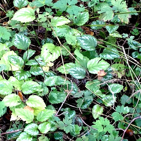 Lamiastrum galeobdolon