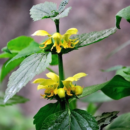 Lamiastrum galeobdolon