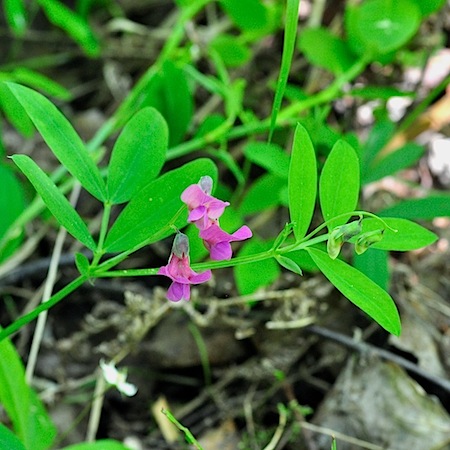 lathyrus linifolius