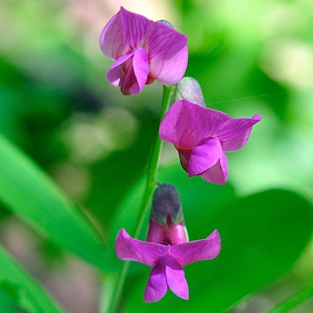 lathyrus linifolius