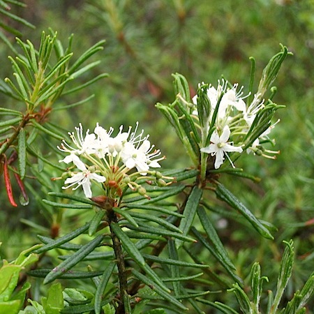 ledum palustre