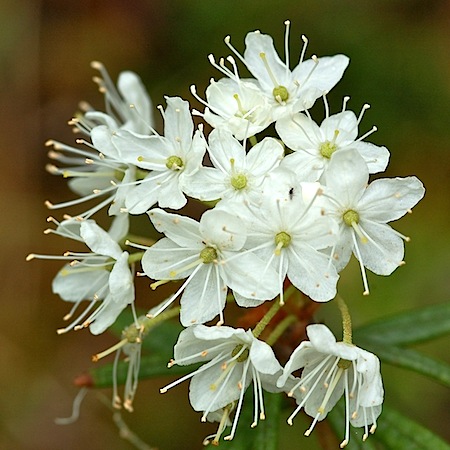ledum palustre