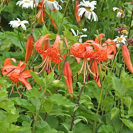 lilium lancifolium