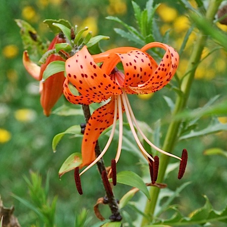 lilium lancifolium