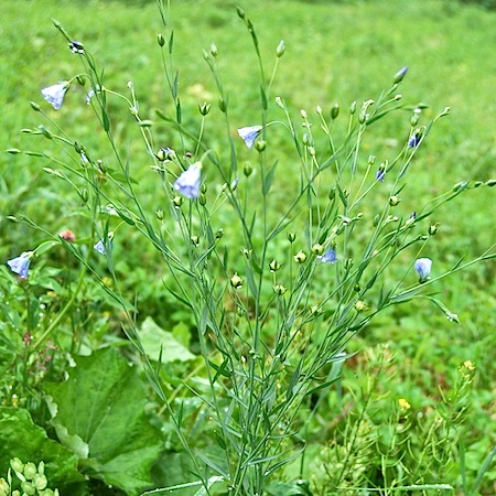 linum usitatissimum