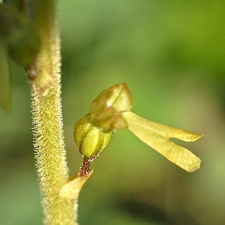 listera ovata