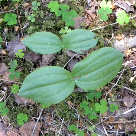 listera ovata