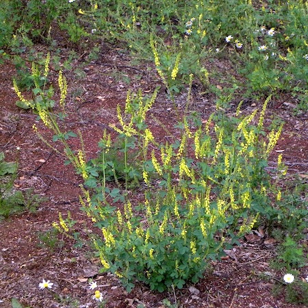 melilotus officinalis