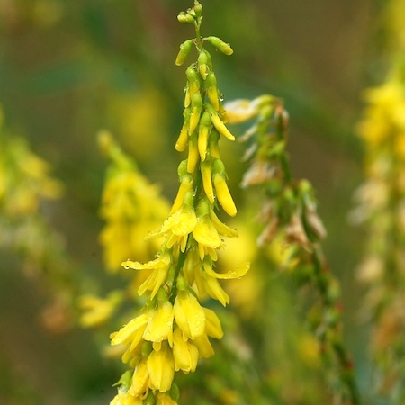 melilotus officinalis