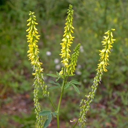 melilotus officinalis