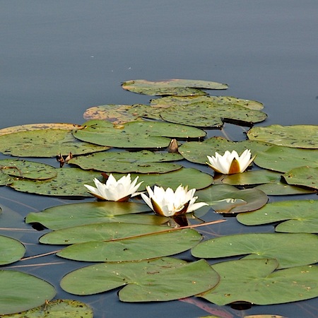 nymphaea alba