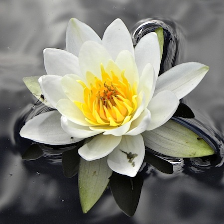 nymphaea alba ssp. candida
